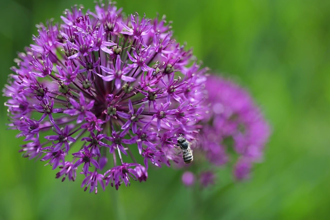 blooming, bee, purple, macro, ornamental onion, insect, spring, flower, garden, nature, green background, decoration, symmetry, colorful, bumblebee, focus, wilderness, nature chapter, charming, pollination, earth
